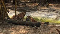 Pune: Four six-month-old tiger cubs released into tiger enclosure at Katraj zoo 