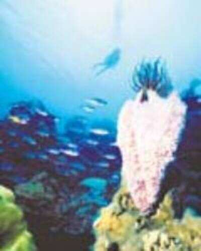Sponge genome secrets
