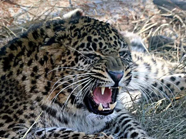 Leopard kills man in Chhattisgarh's Dhamtari forest, another child attacked in Gariyaband as fear spreads in villages