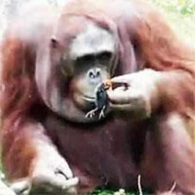 Orangutan saves drowning duckling