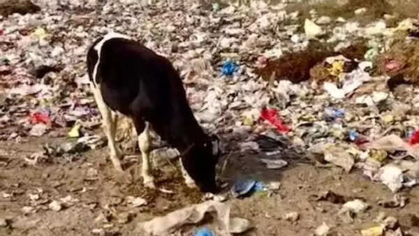 Not picked up for days, garbage piles up in several Greater Noida sectors