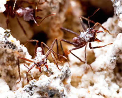 Ants show the way to new antifungal drugs