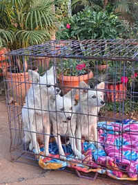 Five dogs rescued from circus in Chhattisgarh district after joint raid by PETA India, police
