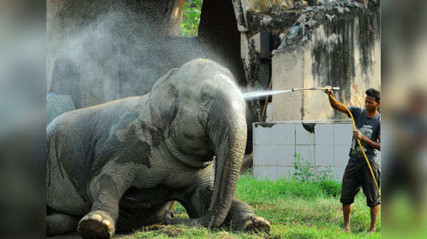 An elephant cools off at the Delhi zoo (File photo)