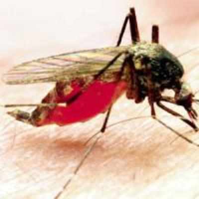 BMC malaria docu stuck for want of right mosquito