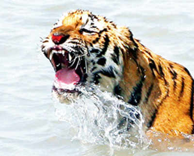 Only 100 tigers remain in B’desh’s Sundarbans