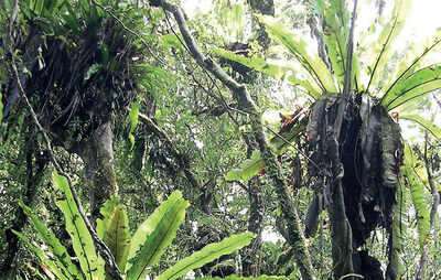 The greenskeeper:  Bird’s nest ferns