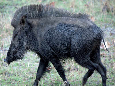 Urban Jungle: A boar-ing story