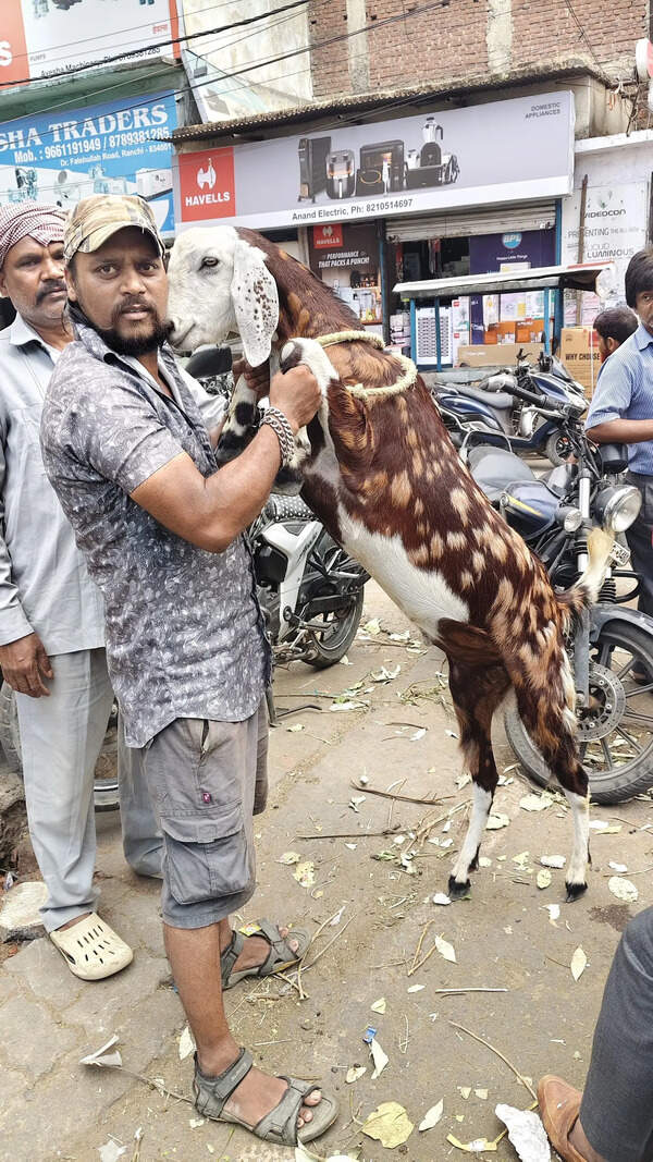 Bahubali and Dhurandhar goats steal show this Bakrid amid price surge in Ranchi