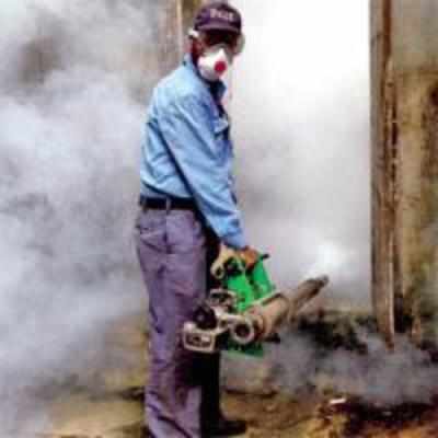 BMC finds more than 500 breeding spots of dengue mosquitoes in 3-day survey