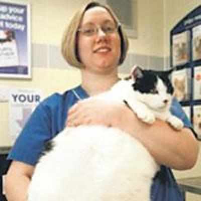 UK's fat pets in race for '˜fastest slimmer' title
