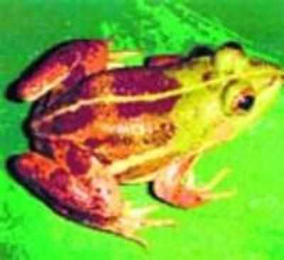 New frog species found