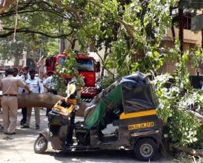 Tree crashes on auto driver’s head: Will 34 such mishaps follow?