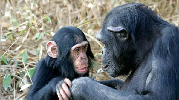 Chimpanzees