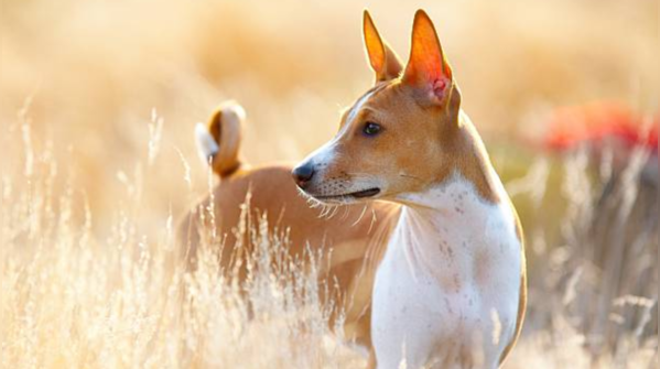 Basenji