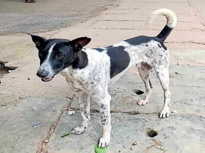 Lavelle Road gets favourite dog back