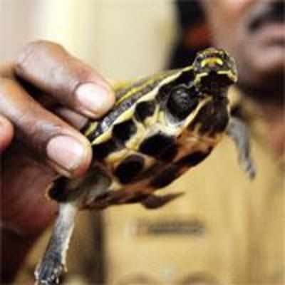 Maneka plots turtle rescue from Crawford