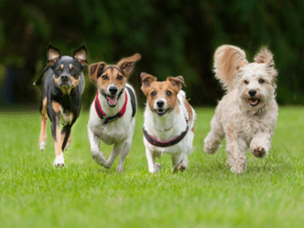 Dogs' day out