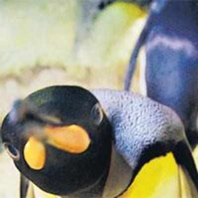 Will dolphins and penguins come to city aquarium?