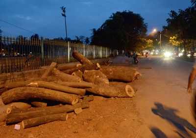 Tree-cutting spree | State government, BBMP not only violated laws, ducked judicial mandates, too