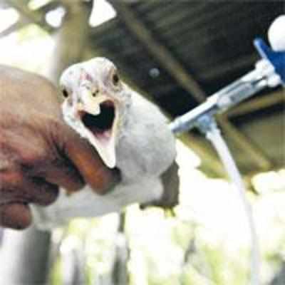 Thailand confirms bird flu outbreak