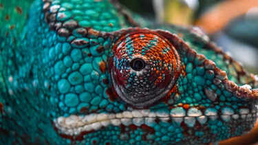 8 vibrant reptiles and the surprising ways their colours protect them