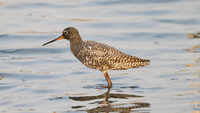 Winter birds depart, but NCR wetlands come alive as summer migrants arrive