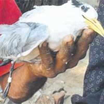 Winged visitor from UK dies on Arnala beach