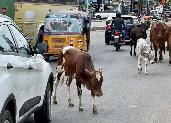 24-year-old youth dies as stray cattle rams bike on Tharapakkam road at Chennai