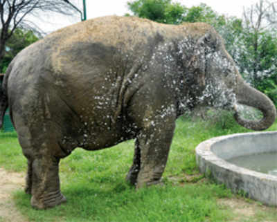 Laxmi living it up in Elephant haven