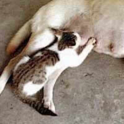 Pregnant dog adopts orphaned kitten