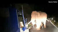 Tamil Nadu: Driver fined Rs 5,000 for chasing wild elephant 