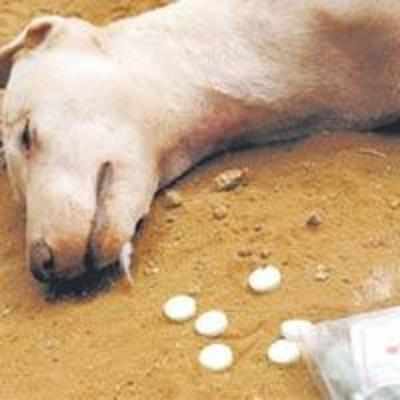 40 dogs poisoned in Thane society