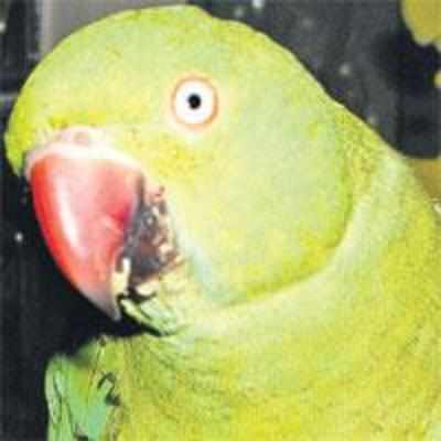 Family offers Rs 10,000 for missing pet parrot!