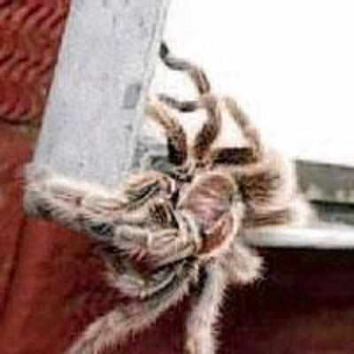 With 143 species, most '˜spidery' street in UK