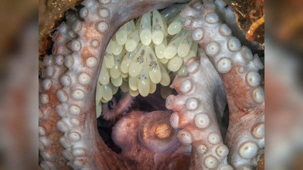 Octopus mother guarding eggs