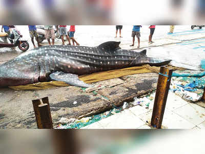 2,000-kg whale shark found off Colaba