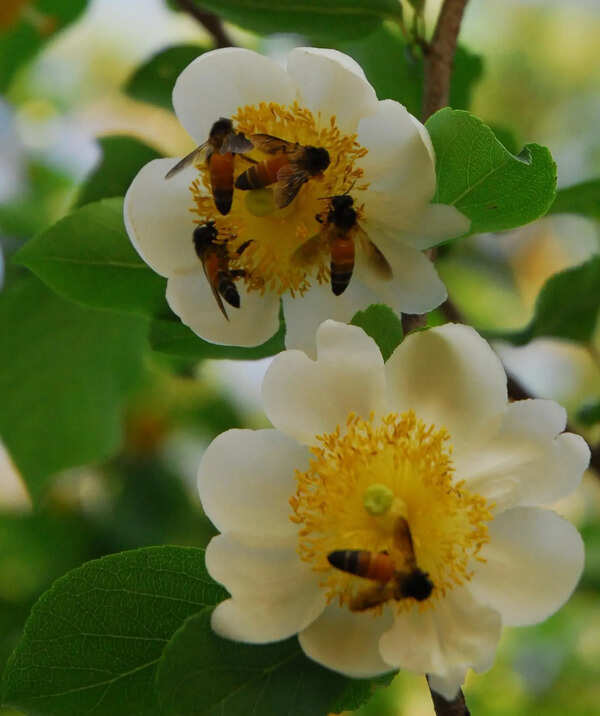 Karnataka set to name honeybee, Malabar tree toad as state species