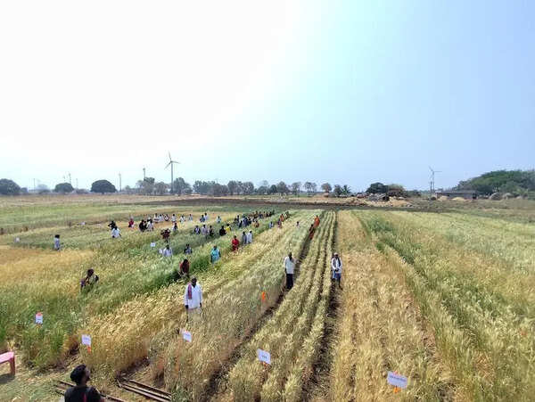 One farmer’s quiet work with 42 indigenous wheat varieties