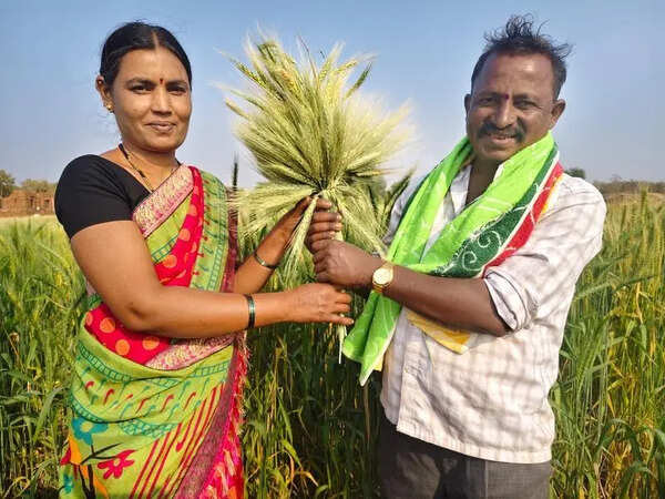 One farmer’s quiet work with 42 indigenous wheat varieties