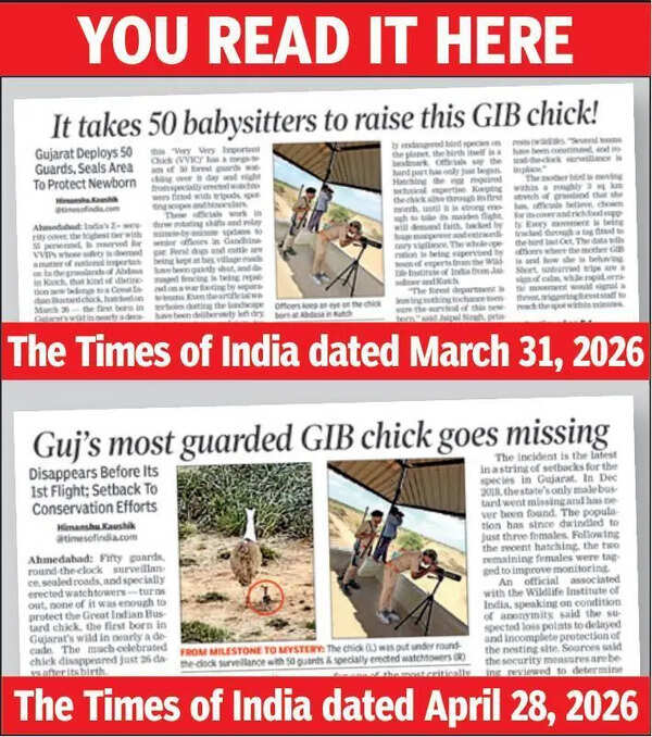 Missing GIB chick may have been preyed on by carnivores: Foresters