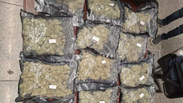 Gorakhpur youth held at Lucknow airport with hydroponic weed worth Rs 2.86 crore