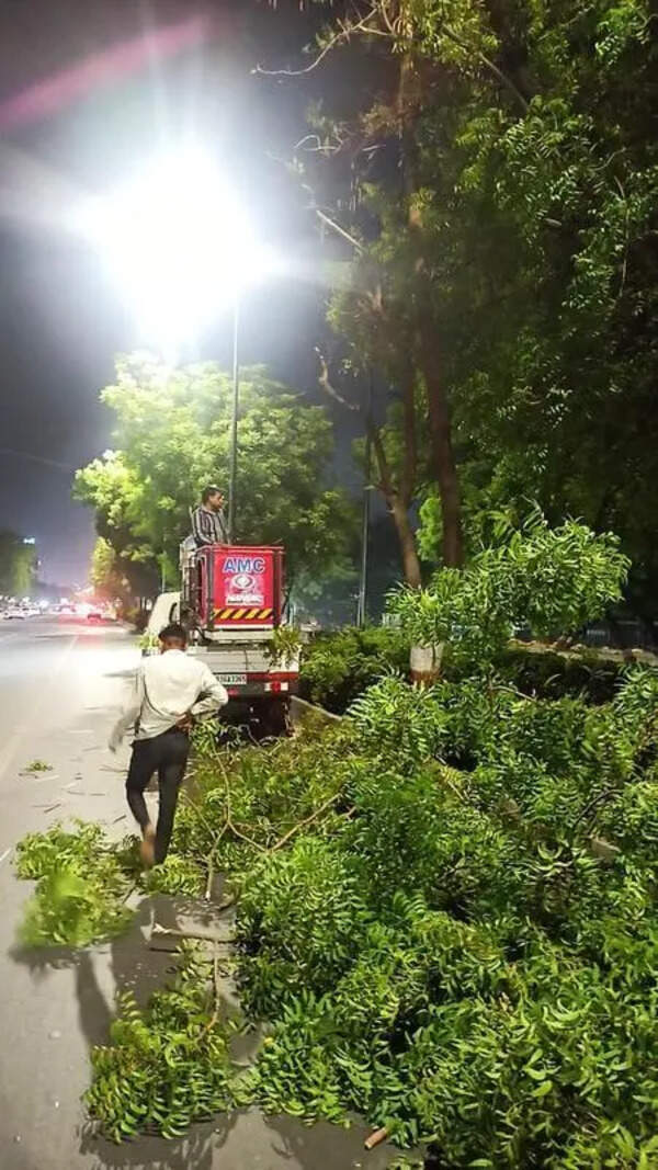 Ahmedabad: Civic body faces flak for heavy pruning of trees