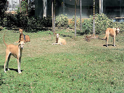 A war memorial gone to the dogs