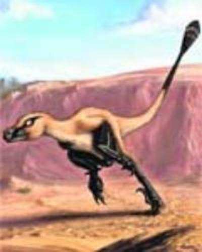 New dinosaur species discovered