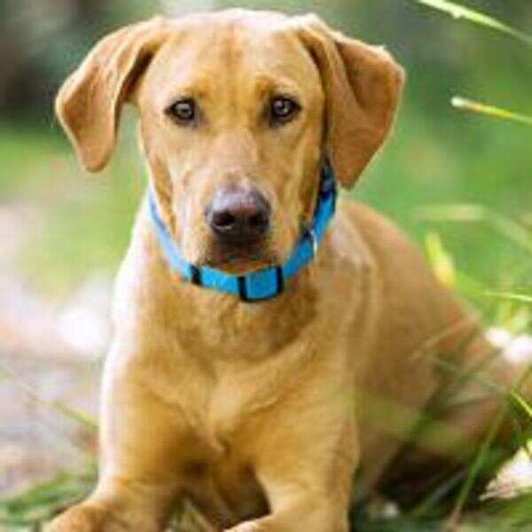 Doggone! Pet lovers rue ban on importing dogs into India...