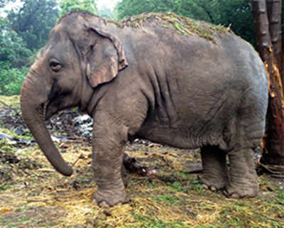 ‘Abused’ elephant’s owner seeks custody again; activists fume