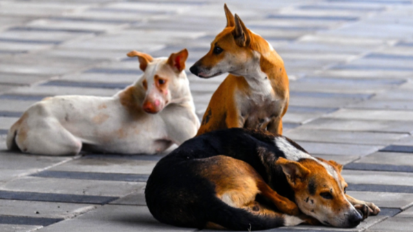 Stray dog beaten to death at housing society in Thane, case filed against unknown persons