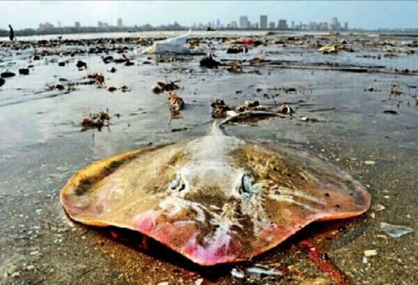On immersion days, beware of stingrays at Chowpatty