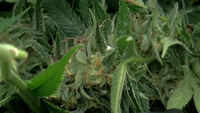 Authorities raid 247 homes in Colorado pot bust 